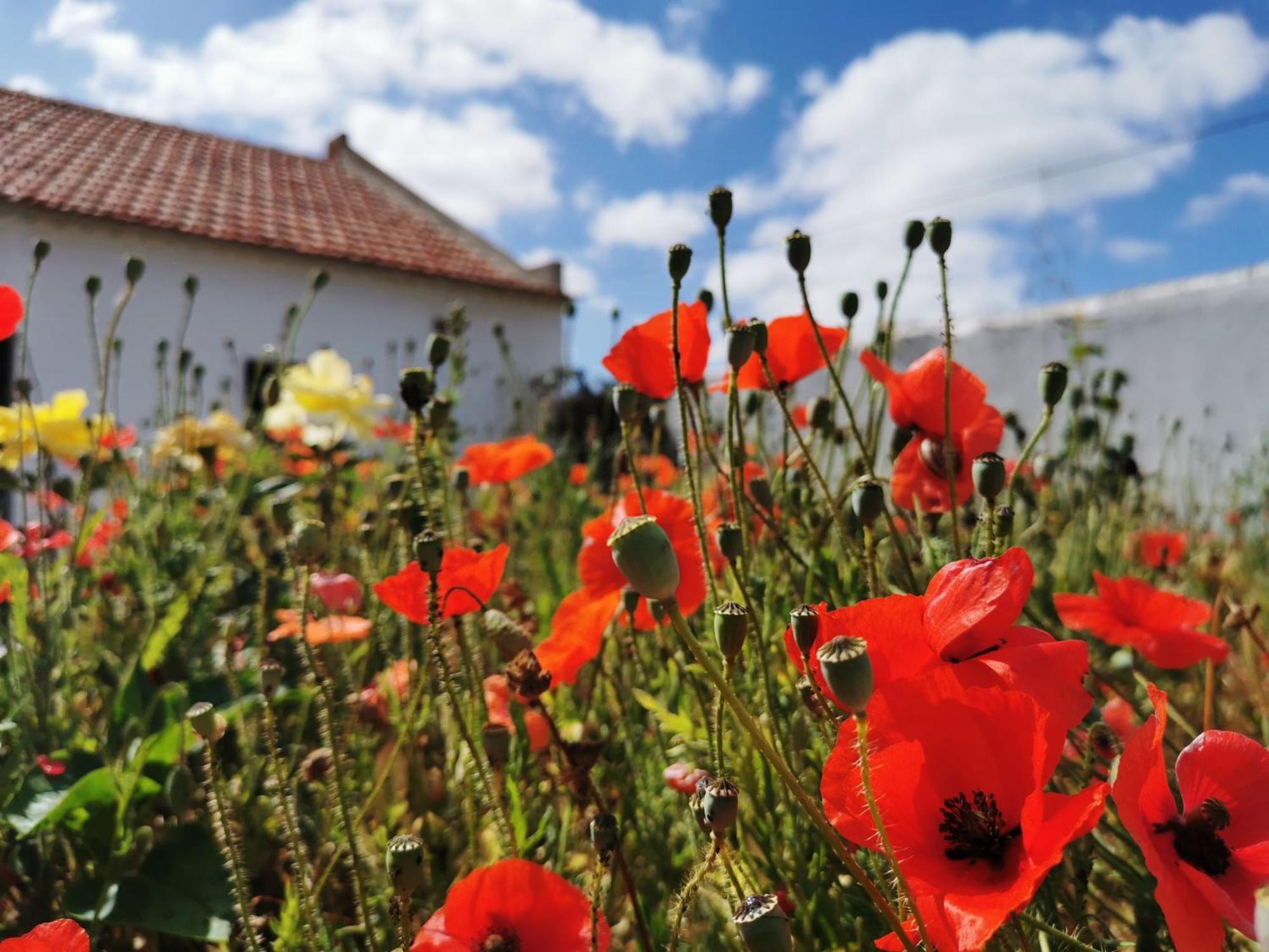 Al Mar Guesthouse São Luis Exteriér fotografie